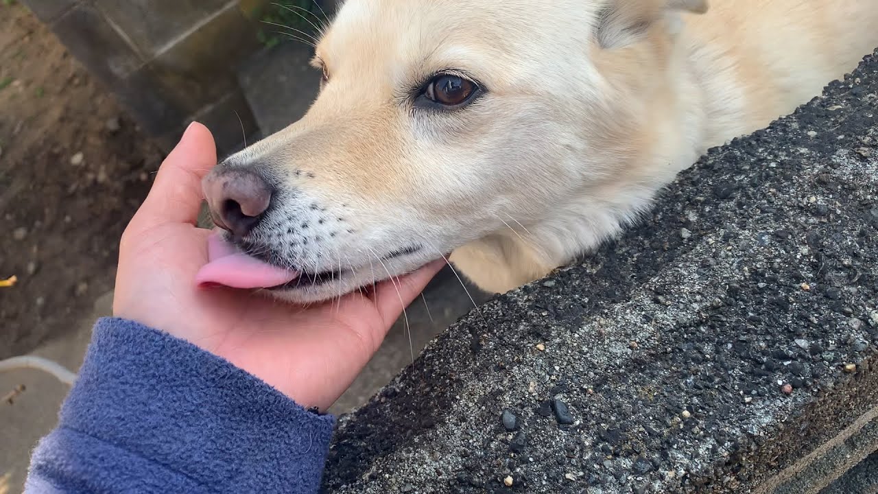 お手でペロペロする白い犬と毛布で丸くなる猫 Youtube