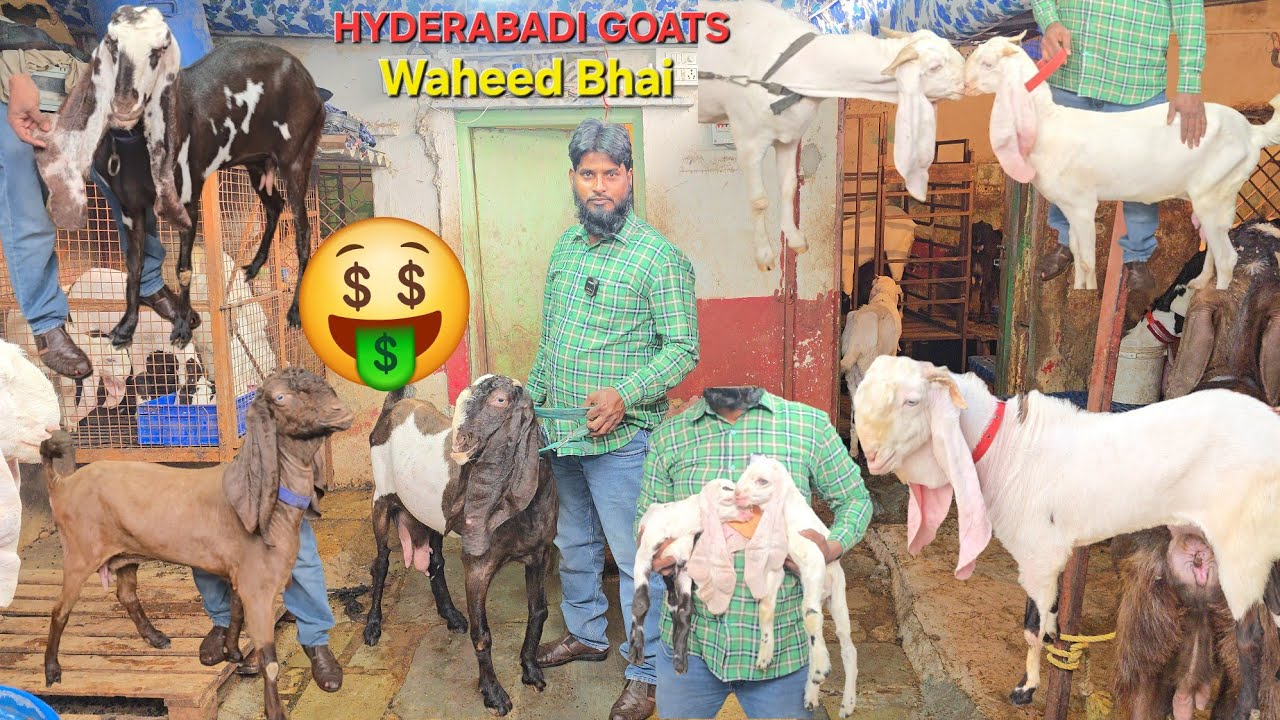 Waheed Bhai Hyderabadi Breedline Goats Top Quality Collection Available in hyderabad 