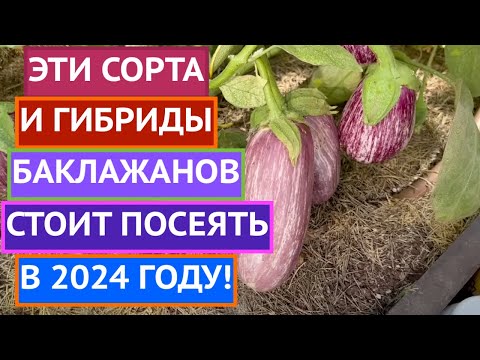 РЕКОМЕНДУЮ! ЛУЧШИЕ СОРТАГИБРИДЫ БАКЛАЖАНОВ 2023!