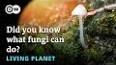 The Fascinating World of Fungi: From Soil Decomposers to Culinary Delights ile ilgili video