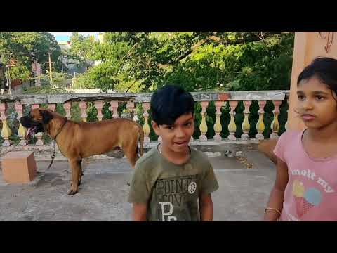 فيديو: Bullmastiff Dog Breed هيبوالرجينيك ، الصحة والحياة
