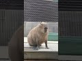 なにしてるの？#カピバラ #capybara #animals #tokyo #capyvillage
