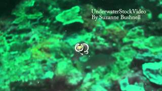 Flying Flatworm
