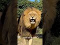 短片 Animales rápidos