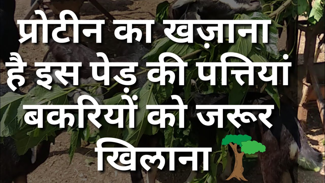 शहतूत की पत्तियां बकरियों के लिए सम्पूर्ण आहार l Mulberry leaves