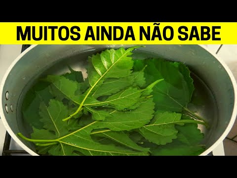 5 FOLHAS DE AMORA POR DIA VOCÊ VAI PREVENIR E TRATAR ESSAS 14 DOENÇAS !