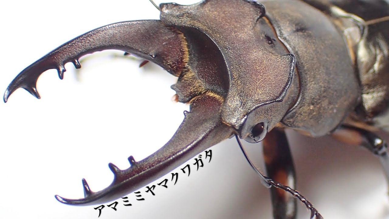 アマミミヤマクワガタ　成虫ペア 2025年新春セール】⭐︎貴重⭐︎アマミミヤマクワガタ新成虫♂39mmペア