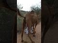 الجمل يتبول Animals Camel Funny 