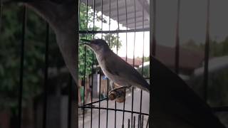 Download Lagu burung cucak kombo kecial kombo gacor masteran MP3