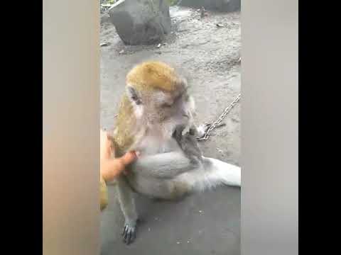 Kumpulan Story WA Lucu Versi Monyet 