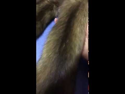 Мех баргузинского соболя