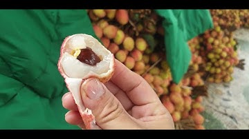 Cửa Cân Và Giá Vải U Hồng Đầu Vụ Lục Ngạn l Luc Ngan Lychee l  Núi Đồi Lục Ngạn