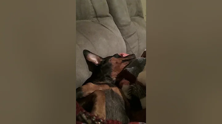 Min Pin steals Brother Winter Blanket.