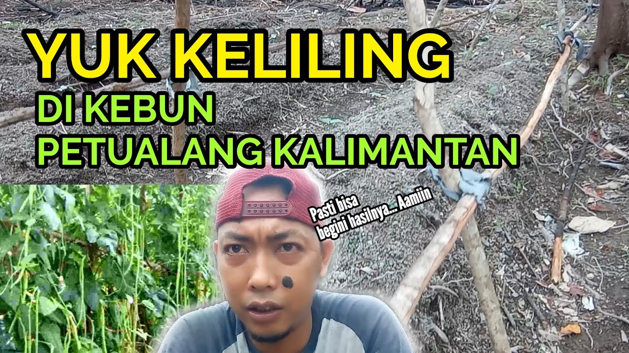 Saat mencangkok tumbuhan batang yang telah dikupas ditutup dengan