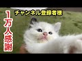 【ご報告とお礼】チャンネル登録者様１万人達成！みなさま応援ありがとうございます