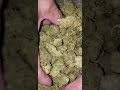 THCA Pounds Documentary | Master Distributor Hemp Market USA