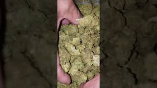 THCA Pounds Documentary | Master Distributor Hemp Market USA