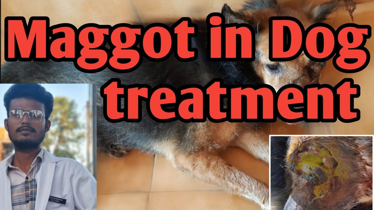 maggot wound case in dog YouTube