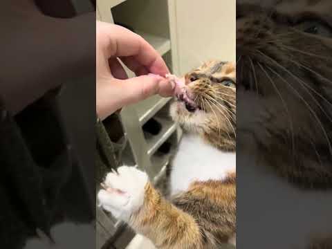 @mynameisyoyo_: Greedy monkey🙈 #catlovers #cat #kitten