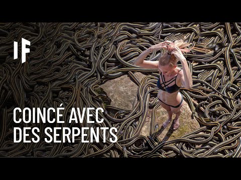 Vidéo: Y a-t-il des serpents dans la forêt tempérée ?