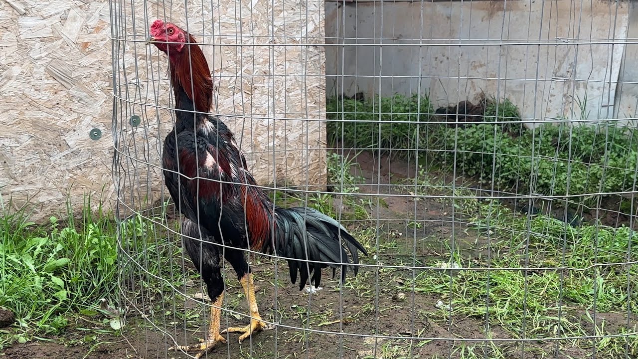 Qaib - woodpecker 1x champ 2026 update 