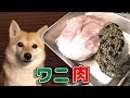 ワニの腕を食べる柴犬