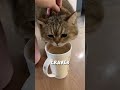 Stop wasting $50 on cat water fountains! They’re totally useless.#shorts #cat #pets