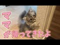 【子猫のお留守番】ママさんが帰ってきてからの子猫のルーティンを紹介します｜短足マンチカンにゃんぴょう