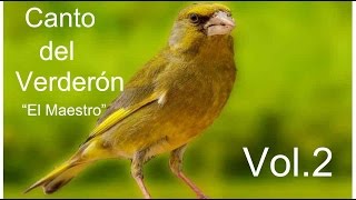 Canto del Verderón el maestro volumen 2.HD