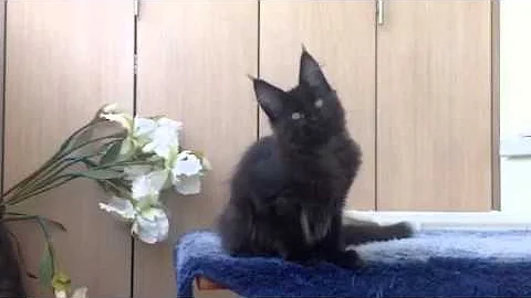 Video 1471421: maine coon girl, neva, mainecoon, breed show