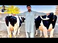 2 Top Class Australian freasian cows for sale in Bhalwal | Almadina Dairy farm