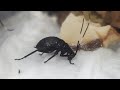 唐突に始まるゴキブリメンテナンス