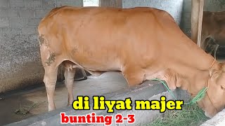 Ciri ciri sapi indukan bunting 2-3 bulan#