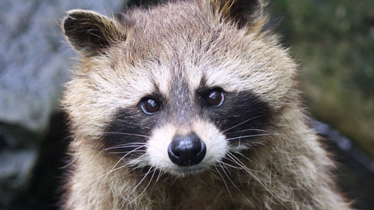 Halfdans ABC - Vaskebjørnens Børnebørn