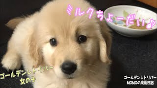 ミルクちょーだい が可愛すぎるゴールデンレトリバーの赤ちゃん Puppy Wanting Milk Is Too Cute Youtube