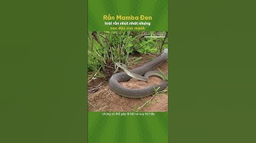 Rắn Mamba Đen - Loài rắn có tốc độ nhanh nhất trên Trái Đất #shorts