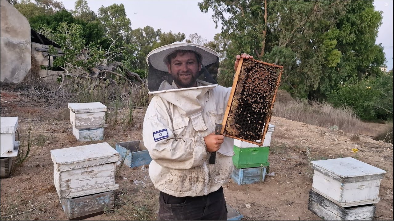 עומרי אורן מכוורת הדבש של אמנון