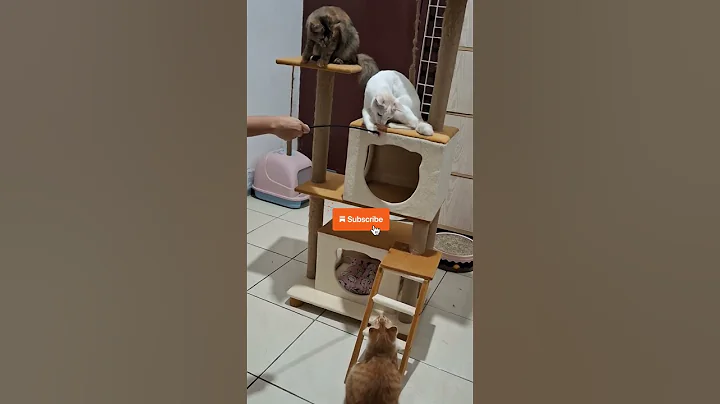 Watch the video about FUNNY KITTENS