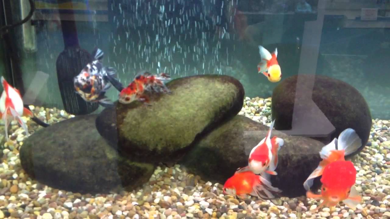 goldfish tank decoration ideas goldfish tank decoration ideas