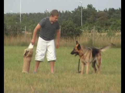 Video: Hvordan Velge En Liten Hund