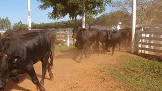 Embarque Faz Santa Elvira Boi Angus Para Abate  Js Bovinos