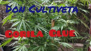 Gorila Glue Exterior Parte 5 Veneno Seeds Don Cultiveta