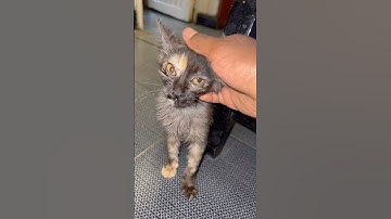 We now interrupt your doom scrolling to bring you this #kitten #cat #subscribe