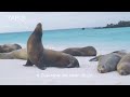 Teryata sifat singa laut seperti ini, banyak orang ga tau