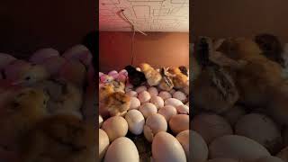 Hatching Eggs day 19