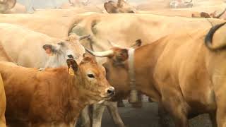 Canal Prestosu | Nuestro compromiso con Asturias: colaboración con el READER (versión corta)