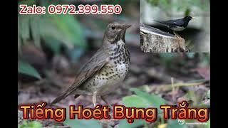 Tiếng Hoét Bụng Trắng  - Tiếng Chim Mồi Kêu Cực Hay