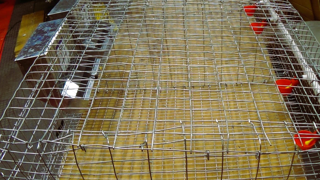 Quail Cage Build and Set Up Start To Finish! #4. Trick 