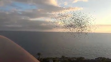 LightWave 3D Flocking example in combo with AE interchange