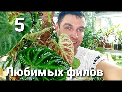 Видео: Как ухаживать за филодендроном великолепным?